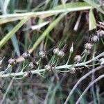 Lysimachia ephemerum Ffrwyth