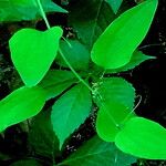 Smilax herbacea Leaf