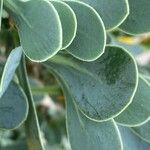 Hertia cheirifolia List