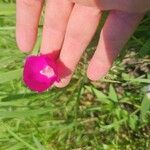 Callirhoe digitata Flower