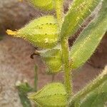 Nonea echioides Bark