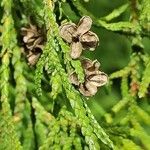 Thuja standishii Fruit