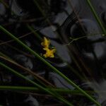 Utricularia trichophylla Žiedas