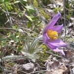 Anemone pulsatilla Habitat