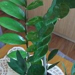 Zamioculcas zamiifolia Blatt