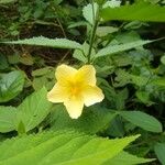 Pavonia spinifex Fleur