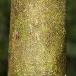 Oxandra asbeckii Corteza