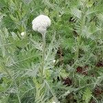 Achillea filipendulina Habit