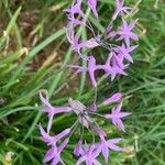 Tulbaghia violaceaFlor