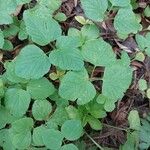 Smyrnium perfoliatum Leaf