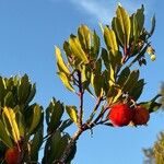 Arbutus unedoFruit