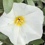 Convolvulus cneorum Flor