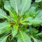 Ludwigia peploides Leaf