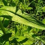 Lythrum salicaria Frunză