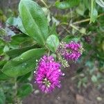 Veronica × andersonii Květ