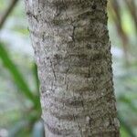 Pandanus purpurascens Corteza