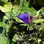 Echium lancerottense Flor