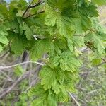 Acer glabrum पत्ता