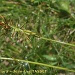 Carex macrostylos Frukto