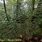 Polystichum × luerssenii Habitus