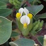 Tripodion tetraphyllum Квітка
