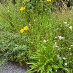 Crepis biennis Habitus