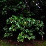 Macaranga gigantea 整株植物