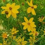 Coreopsis verticillataFlower