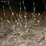 Eriogonum nudum Habitat