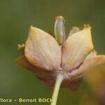 Bupleurum longifolium Fruit