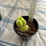 Cotyledon tomentosaLeaf