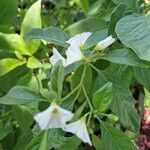 Lycianthes rantonnetii Fula