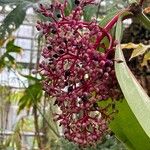 Medinilla speciosa 果實