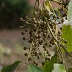 Bischofia javanica Fruit