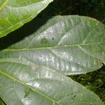 Alchornea latifolia Лист