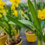 Narcissus cyclamineus Yaprak