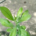 Euphorbia grantii Blad