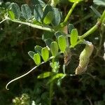 Vicia hybrida पत्ता