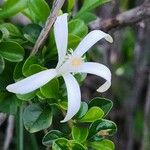 Turraea mombassana Λουλούδι