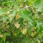 Euonymus verrucosus Flower