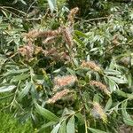 Salix alba 花