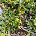 Salix retusa Flor