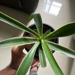 Agave demeesteriana Leht