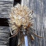 Eryngium planum Fruit