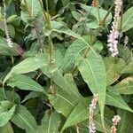 Bistorta amplexicaulis Frunză