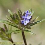 Asperula arvensis Sonstige