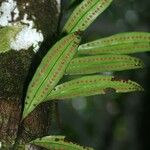 Microgramma thurnii Leaf