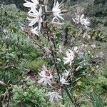 Asphodelus ramosus फूल