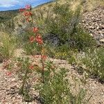 Ipomopsis aggregata Flor