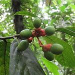 Ocotea atirrensis Fruto